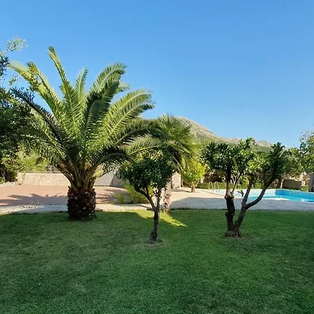 Palm With Swimming Pool *